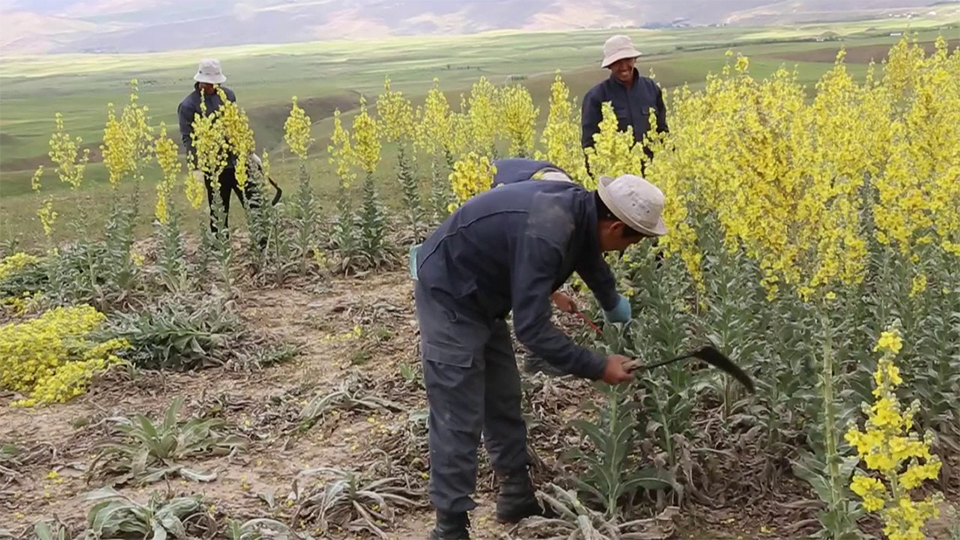 Nursafardiyya tabobatida o’t-giyox terish mavsumi — 2016