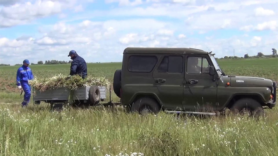 The season of harvesting medicinal herbs of Russia in “Nursafarm” folk medicine